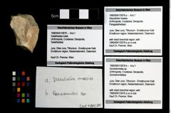 Foto (Objekt + Etikett) von Goniodromites sp.  (NHMW-GEO-1990-0041-3678b)